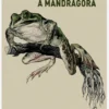 A Mandrágora