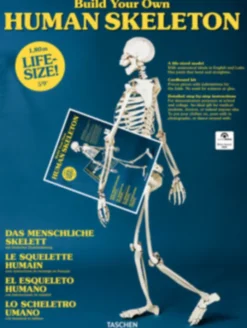 Build Your Own Human Skeleton – Life Size!