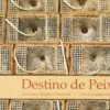 Destino de Peixe