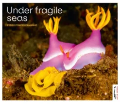 Under Fragile Seas